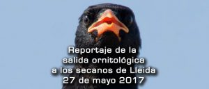 Crónica de la salida a estepas de Lleida mayo 2017 – Grupo Local SEO Barcelona