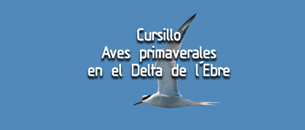 Cursillo sobre las aves primaverales en el Delta del Ebro - Sábado 15 y domingo 16 de abril 2017 - SEO/Birdlife