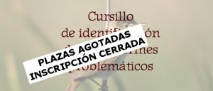 Cursillo de identificación de paseriformes problemáticos 21 y 23 de noviembre 2016 - Plazas agotadas