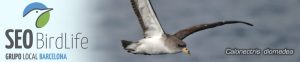 Grupo local SEO Barcelona - cabecera blog 10