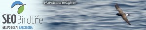 Grupo local SEO Barcelona - cabecera blog 2