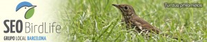Grupo local SEO Barcelona - cabecera blog 5