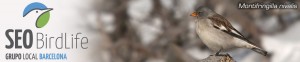 Grupo local SEO Barcelona - cabecera blog 6