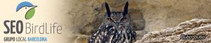Grupo local SEO Barcelona - cabecera blog 7