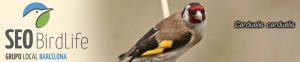 Grupo local SEO Barcelona - cabecera blog 9