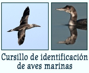 Cursillo de identificación de aves marinas - noviembre 2015 - Grupo Local SEO Barcelona