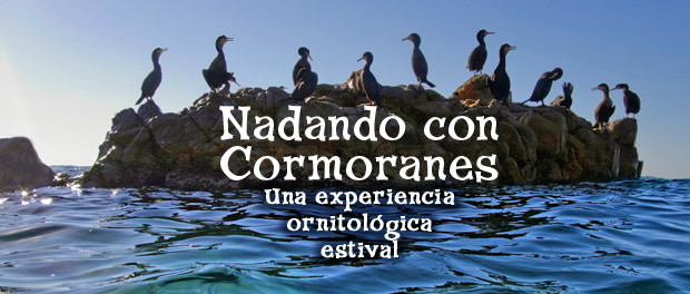 Nadando con cormoranes: una experiencia ornitológica estival - Grupo Local SEO Barcelona