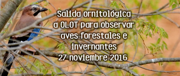 Observación de aves forestales e invernantes en Olot: noviembre 2016