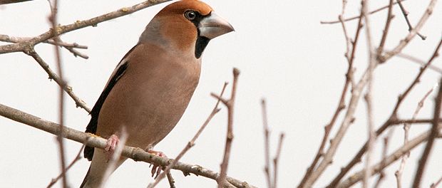 Salida ornitológica Olot enero 2016 - Observación de aves forestales residentes e invernantes - Grupo Local SEO Barcelona