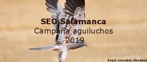 Campaña aguiluchos 2019 - SEO Salamanca
