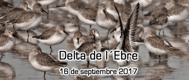 Salida ornitológica al Delta del Ebro: 16 de septiembre 2017
