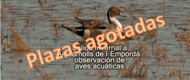  Salida ornitológica a Aiguamolls de l’Empordà  – 2 de febrero 2019