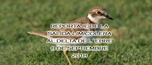 Crónica de la salida del cursillo de identificación de limícolas delta de l´Ebre 8 de septiembre 2018