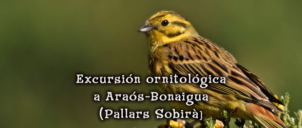 Salida ornitológica Araós-Bonaigua 10 y 11 de junio 2017 - Grupo Local SEO Barcelona