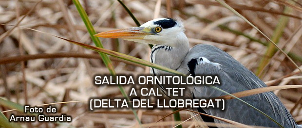 Salida ornitológica a Cal Tet - febrero 2017 - Grupo Local SEO Barcelona