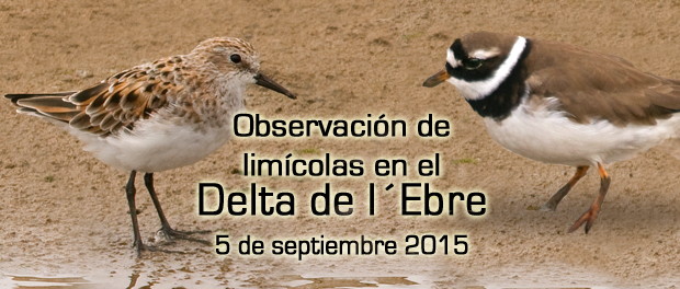 Salida ornitológica Delta del Ebro - septiembre 2015 - Grupo Local SEO Barcelona