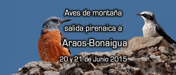 Salida ornitológica Araós-Bonaigua 20 y 21 de junio 2015 - Grupo Local SEO Barcelona