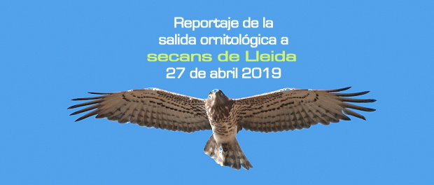 Salida ornitológica estepas de Lleida 27 de abril 2019 – Grupo Local SEO Barcelona
