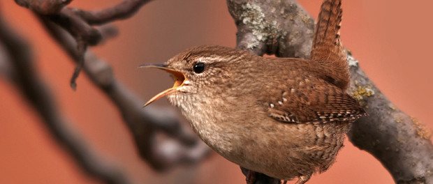 Chochín común: el pájaro discreto de nombre curioso - ¡Conócelas! 4
