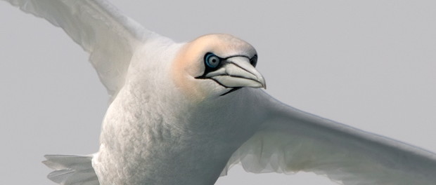 Alcatraz atlántico: nuestro gran pájaro marino - ¡Conócelas! 7 – Grupo Local SEO Barcelona