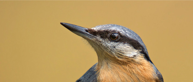 Trepador azul: el pájaro previsor - ¡Conócelas! 14 – Grupo Local SEO-BARCELONA