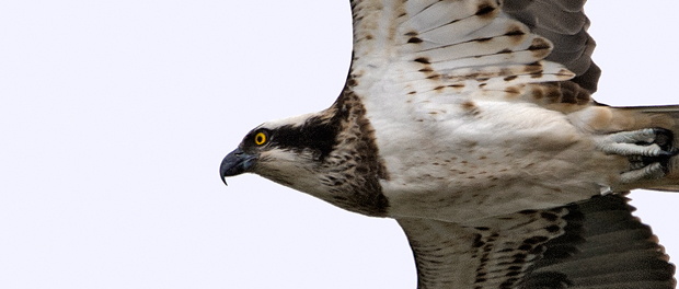 Águila pescadora: esperando que vuelva – ¡Conócelas! 106 – Grupo Local SEO BARCELONA