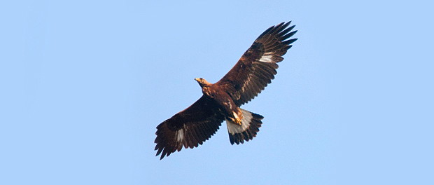 Águila real: la gran cazadora – ¡Conócelas! 137 – Grupo Local SEO BARCELONA