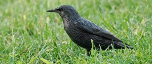 Estornino negro: complicado de distinguir – ¡Conócelas! 201 – Grupo Local SEO BARCELONA