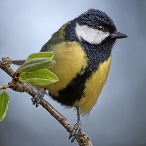 Carbonero común: el forestal afortunado – ¡Conócelas! 66 – Grupo Local SEO BARCELONA