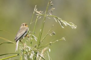 Reseña de la salida matinal en el Garraf