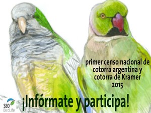 Participa al primer cens de cotorra argentina i cotorra de Kramer