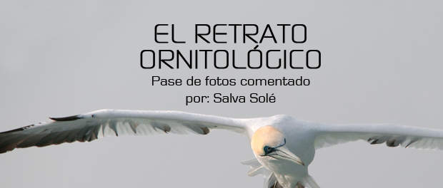 Charla "El retrato ornitológico" - noviembre 2016 - Grupo Local SEO Barcelona