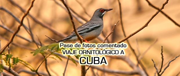 Pase de fotos comentado Viaje Ornitológico a Cuba – 8 de noviembre 2018 - Grupo Local SEO Barcelona