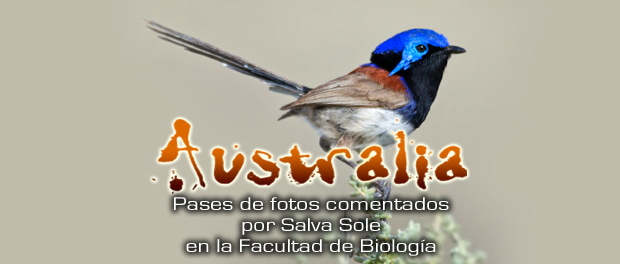 Charlas: Viaje ornitológico y naturalista a Australia,15 y 22 de febrero 2018