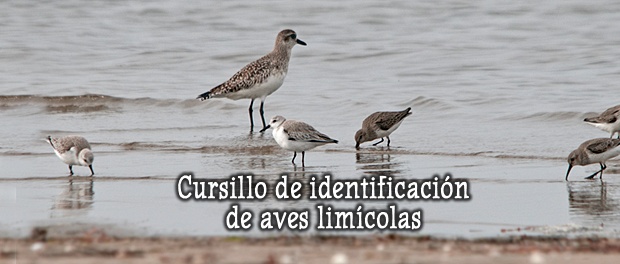 Cursillo de identificación de aves limícolas – septiembre  2019 – Grupo Local SEO Barcelona