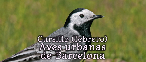 Curso aves urbanas – febrero 2018 – Grupo Local SEO Barcelona