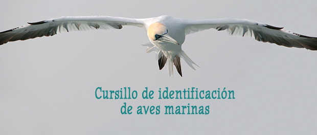Curso identificación de aves marinas diciembre 2018 - Grupo Local SEO Barcelona