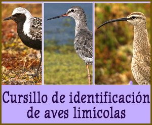 Cursillo de identificación de aves limícolas, marzo 2017