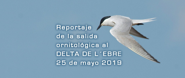 Salida ornitológica Delta de l´Ebre 5 de mayo 2019 – Grupo Local SEO Barcelona