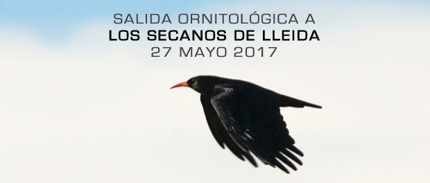 Excursión ornitológica a las Estepas de Lleida mayo 2017 Excursión ornitológica a las Estepas de Lleida mayo 2017 - Grupo Local SEO Barcelona