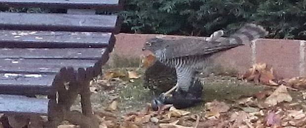 mirando águilas: gavilán en Collserola / Crónica de caza de una rapaz en el Parc del Laberint.
