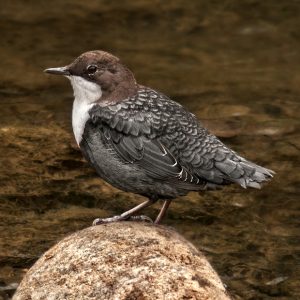 Mirlo acuático europeo: el pájaro buzo – ¡Conócelas! 112 – Grupo Local SEO BARCELONA