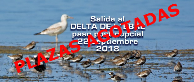 Salida al delta de L'Ebre: paso posnupcial 22 de septiembre 2018 - Grupo Local SEO Barcelona
