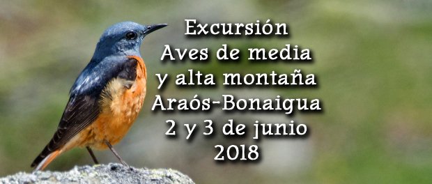 Salida ornitológica Araós - Bonaigua 2 y 3 de junio 2018
