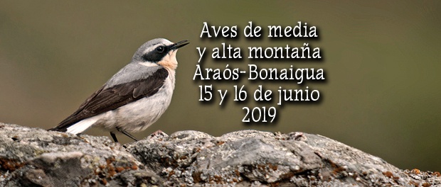 Salida ornitológica Araós - Bonaigua 15 y 16 de junio 2019