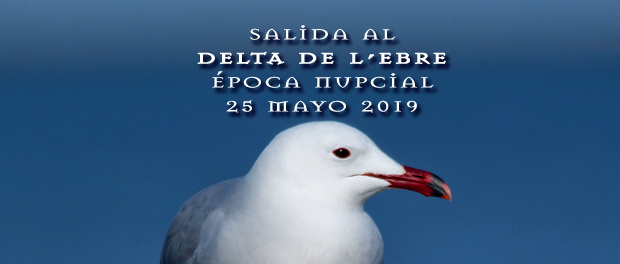 Excursión ornitológica al delta del Ebro – 25 de mayo 2019 – Grupo Local SEO Barcelona