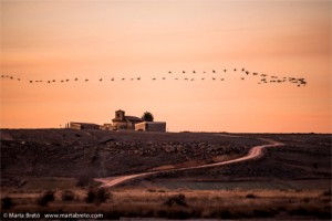 Reseña de una visita a Gallocanta, enero 2016 - Grupo Local SEO BARCELONA