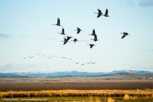 Reseña de una visita a Gallocanta, enero 2016 - Grupo Local SEO BARCELONA