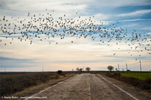 Reseña de una visita a Gallocanta, enero 2016 - Grupo Local SEO BARCELONA