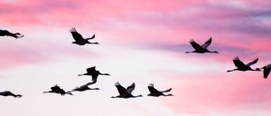 Reseña de una visita a Gallocanta, enero 2016 - Grupo Local SEO BARCELONA